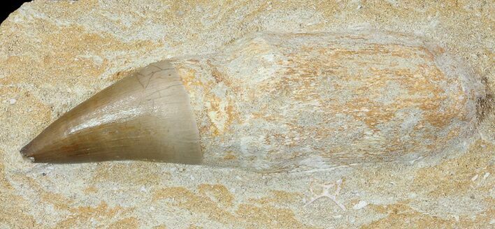 Rooted Mosasaur (Prognathodon) Tooth In Rock #66530
